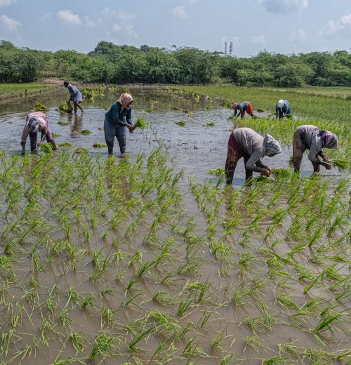 Fishing-Villages-Paddy06